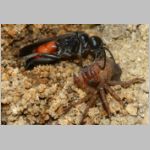 Anoplius infuscatus - Weswespe w003d 9mm mit Spinne-OS-Hasbergen-Lehmhuegel-det.jpg